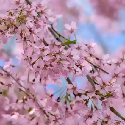 Foto von Hängende Winter-Kirsche 'Pendula Plena Rosea' (Prunus subhirtella 'Pendula Plena Rosea')