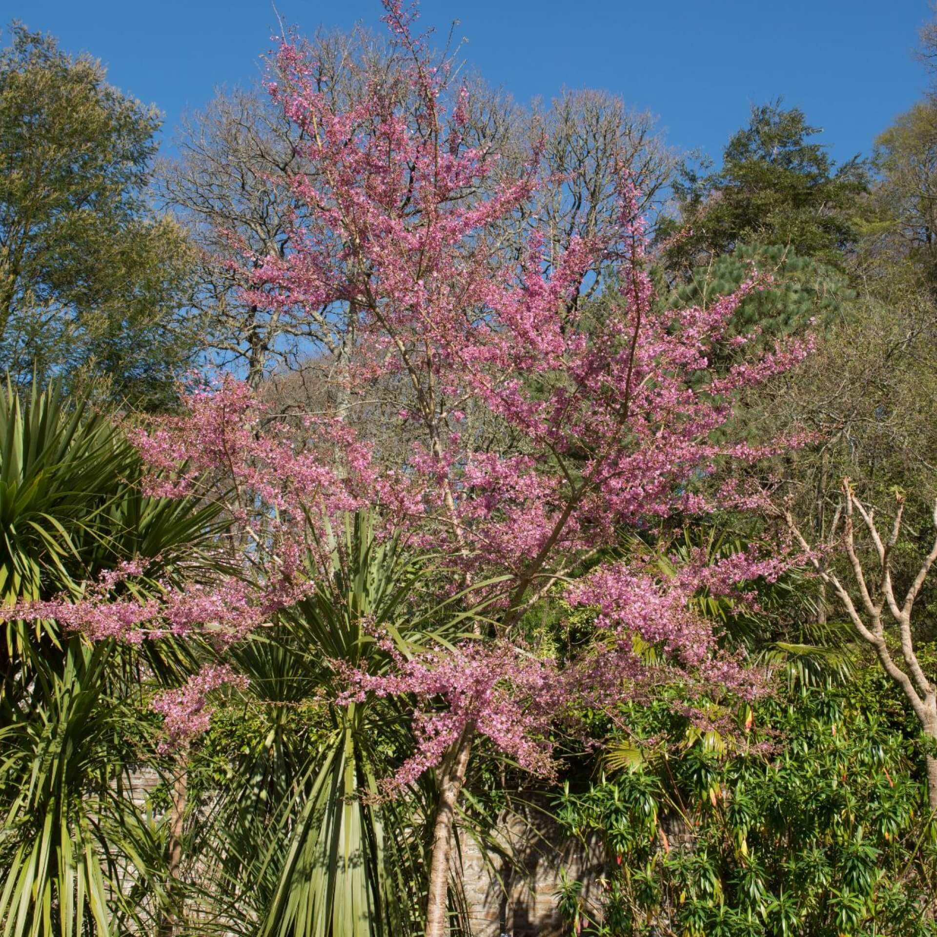 Frühlingskirsche 'Fukubana' (Prunus subhirtella 'Fukubana')