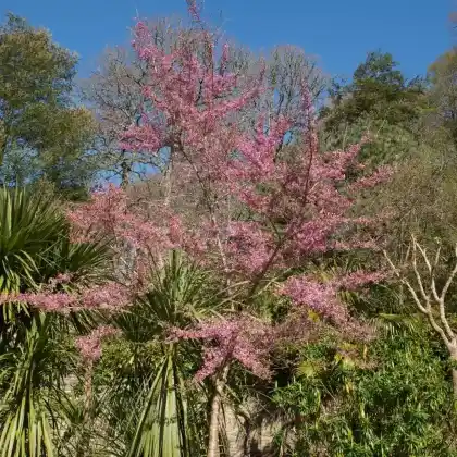 Foto von Frühlingskirsche 'Fukubana' (Prunus subhirtella 'Fukubana')