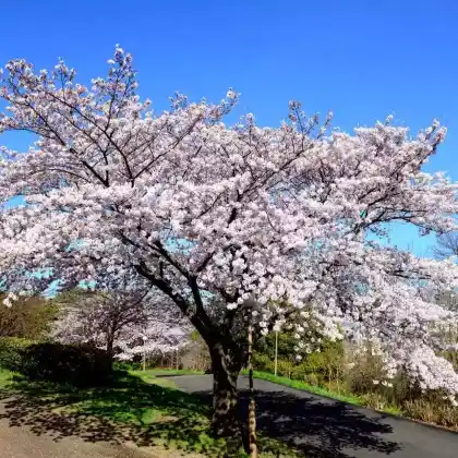 Foto von Japanische Maienkirsche (Prunus yedoensis)