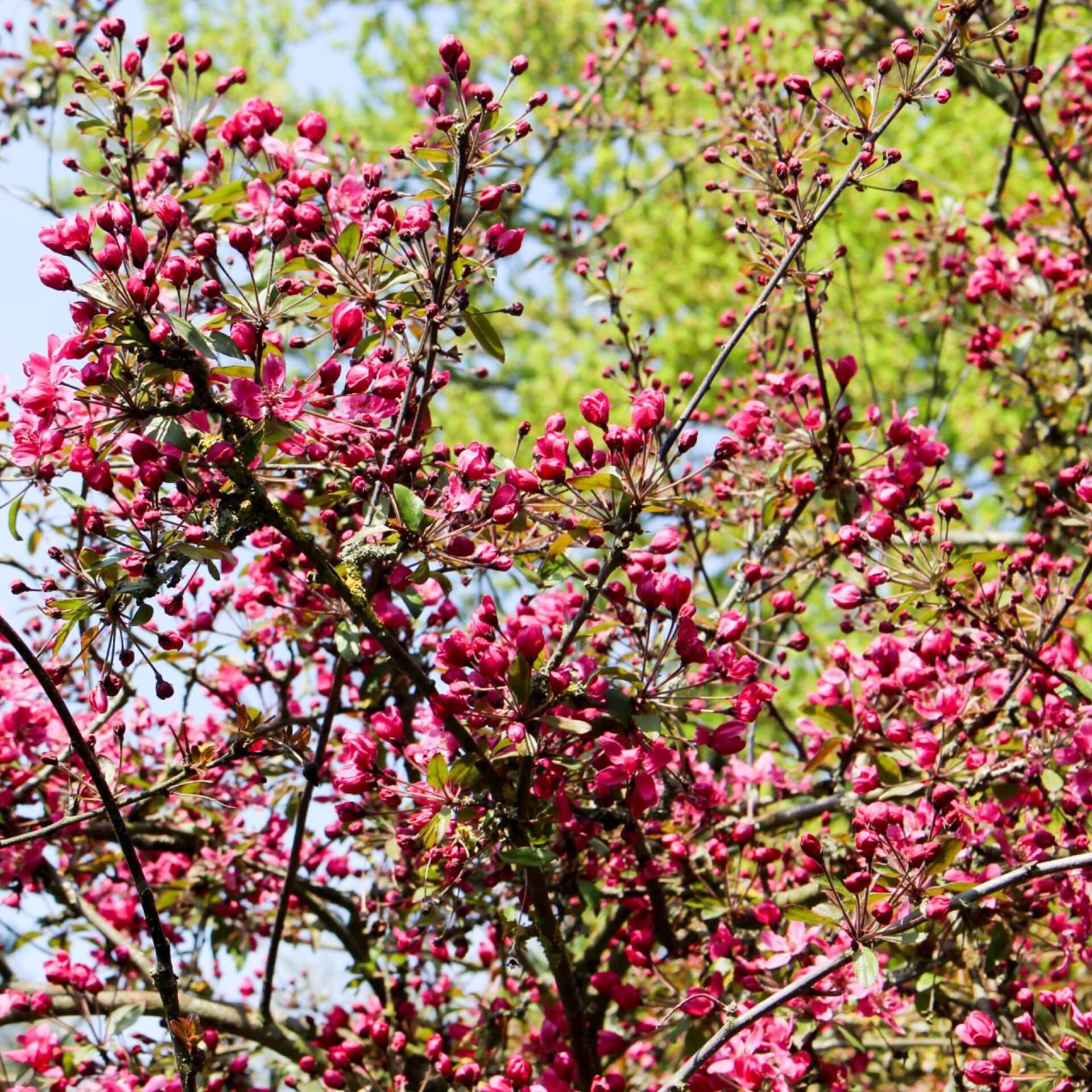 Zierapfel 'Aldenhamensis' (Malus 'Aldenhamensis')