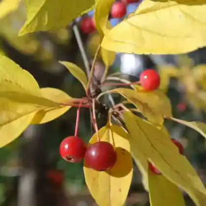 Foto von Zierapfel 'Calocarpa' (Malus 'Calocarpa')
