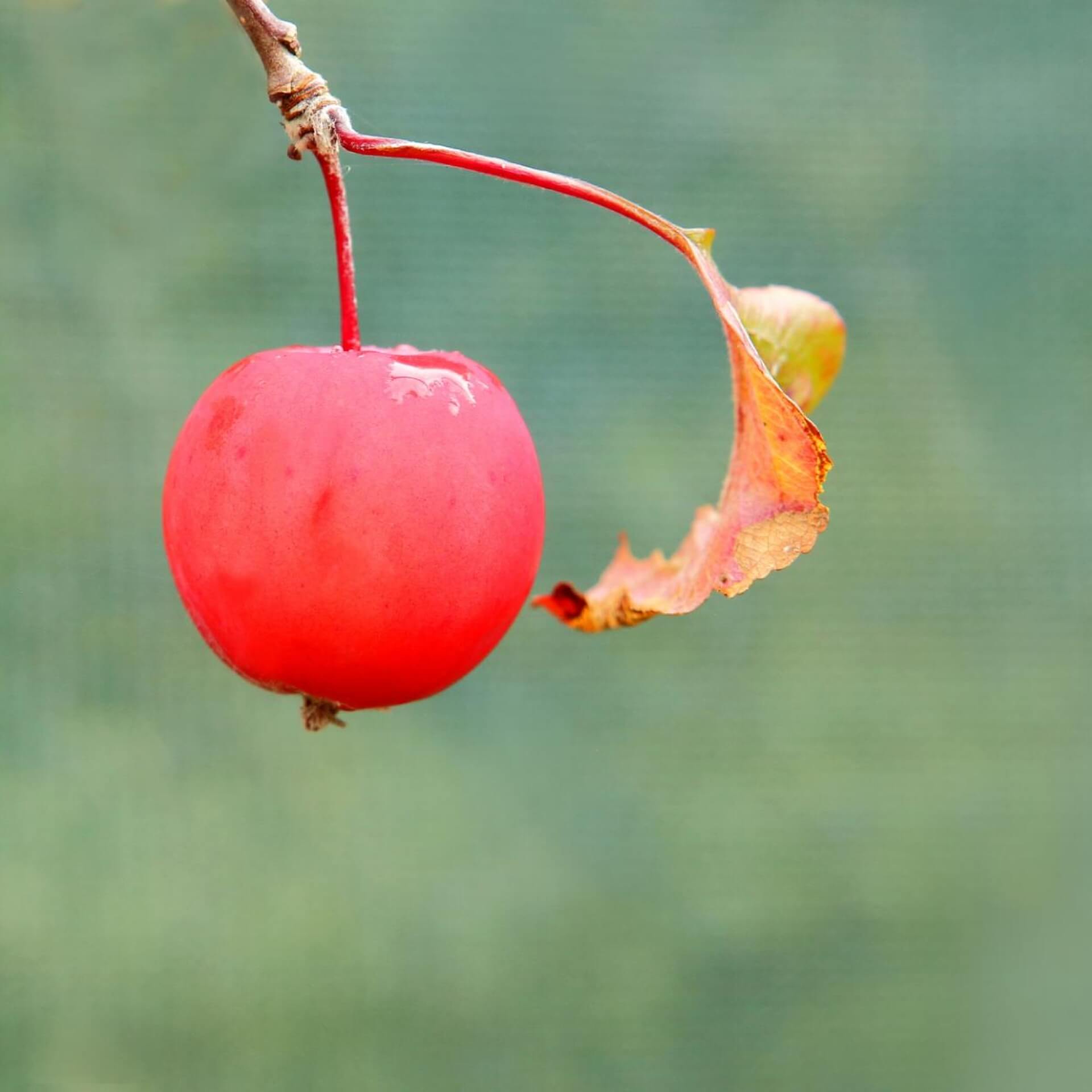 Zierapfel 'Neville Copeman' (Malus 'Neville Copeman')