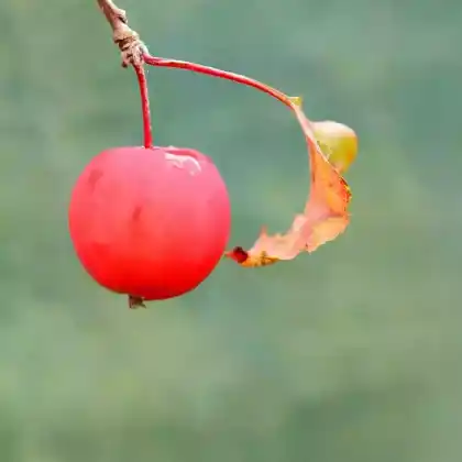 Foto von Zierapfel 'Neville Copeman' (Malus 'Neville Copeman')