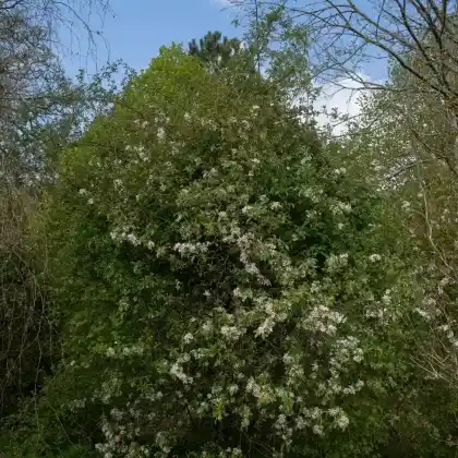 Foto von Zierapfel 'Striped Beauty' (Malus 'Striped Beauty')