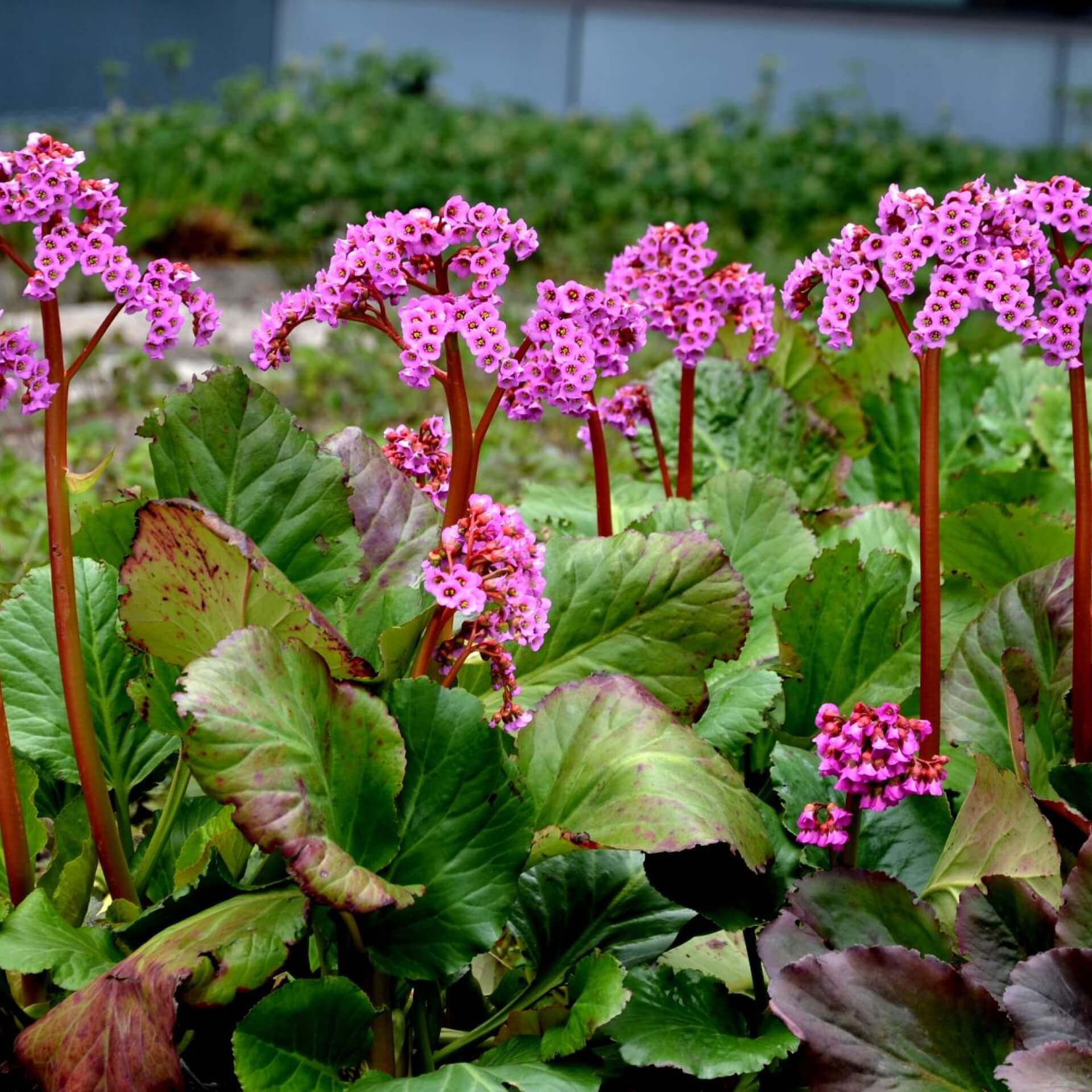 Bergenie 'Rotblum' (Bergenia cordifolia 'Rotblum')