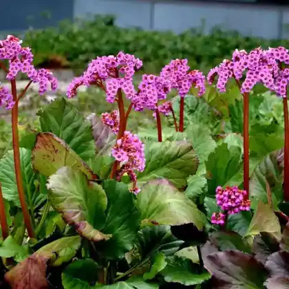 Foto von Bergenie 'Rotblum' (Bergenia cordifolia 'Rotblum')