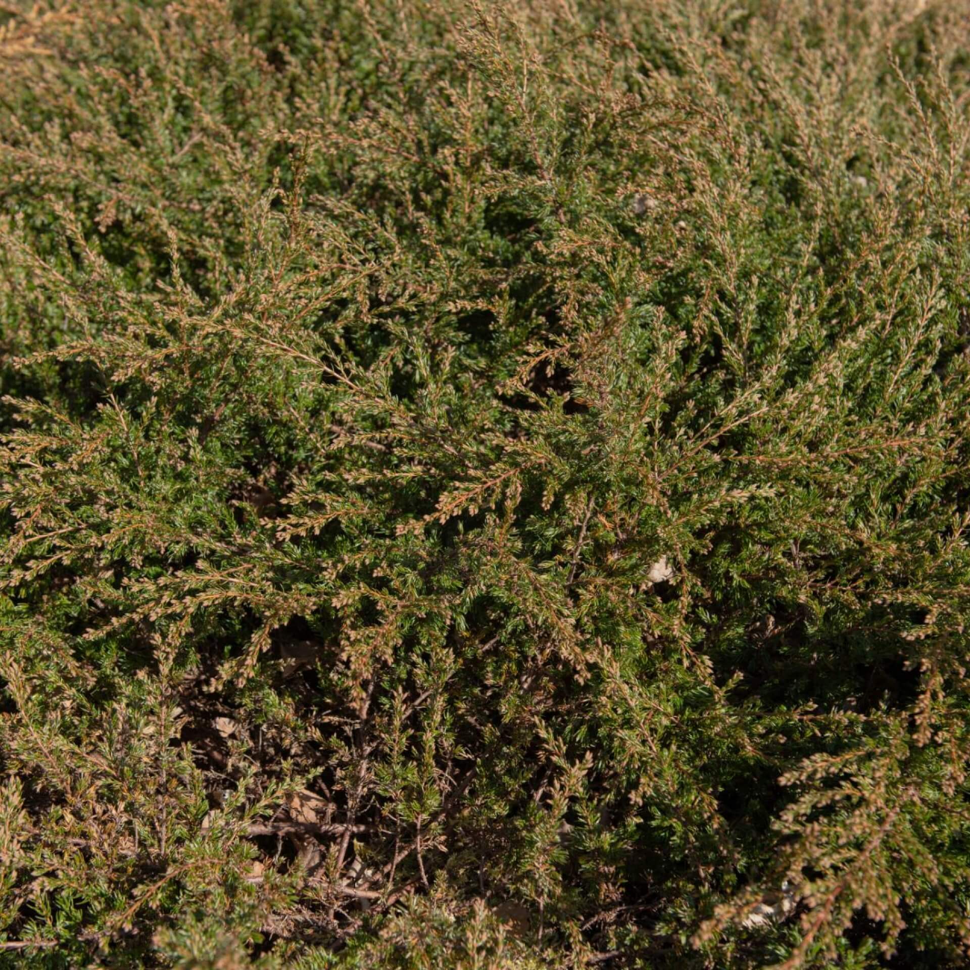 Kriechender Wacholder 'Repanda' (Juniperus communis 'Repanda')