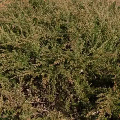 Foto von Kriechender Wacholder 'Repanda' (Juniperus communis 'Repanda')