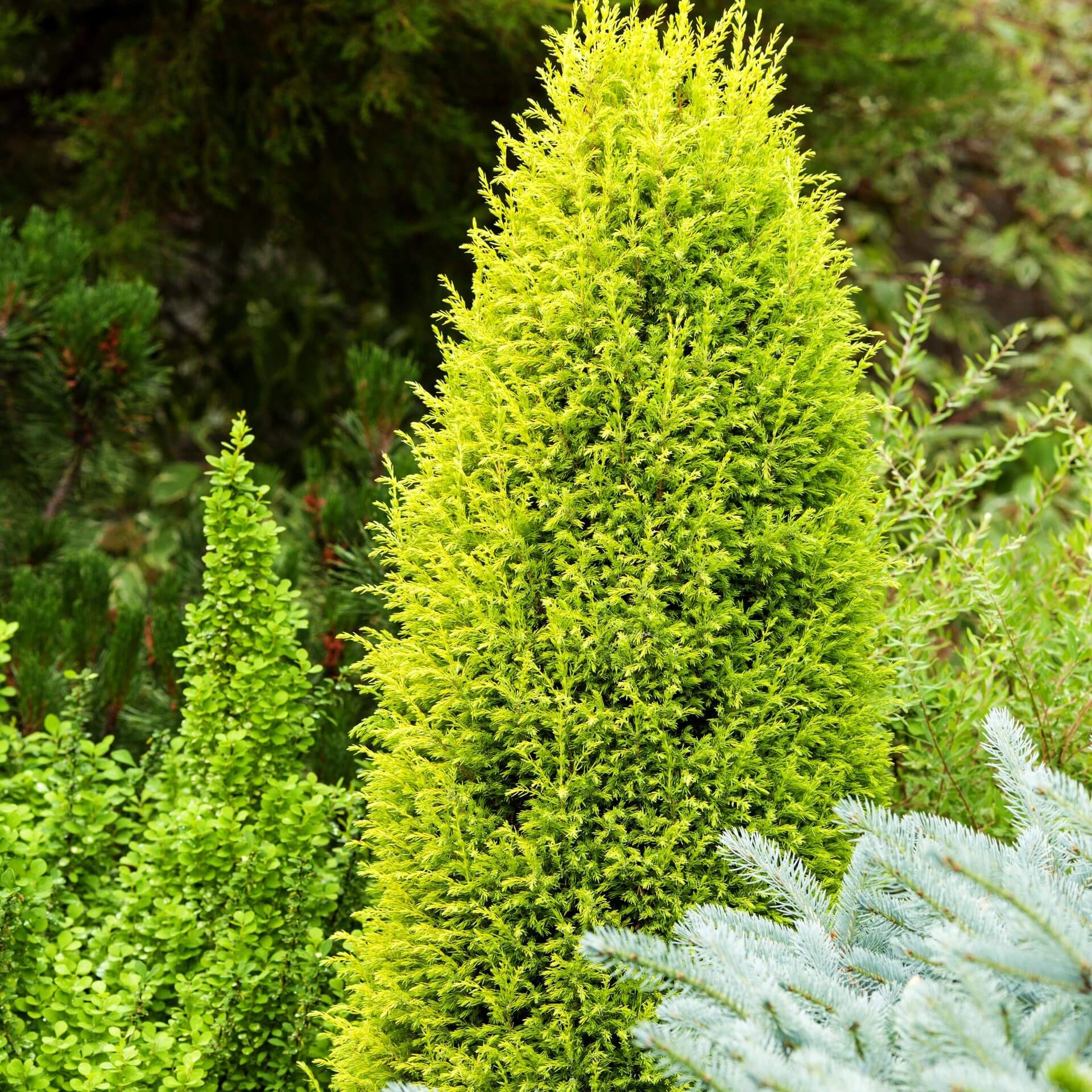 Schwedischer Säulen-Wacholder 'Suecica' (Juniperus communis 'Suecica')