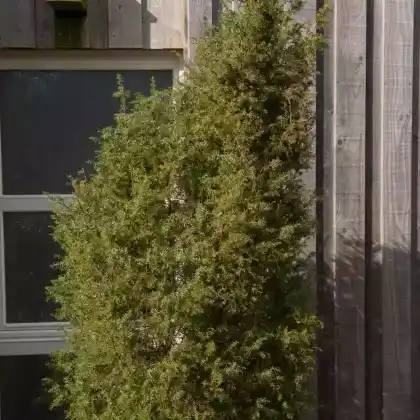 Foto von Irischer Säulenwacholder 'Hibernica' (Juniperus communis 'Hibernica')