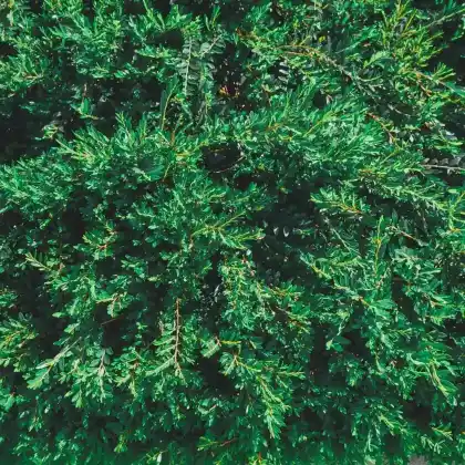 Foto von Kriechender Heidewacholder 'Green Carpet' (Juniperus communis 'Green Carpet')