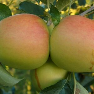 Malus 'Delbarestivale'