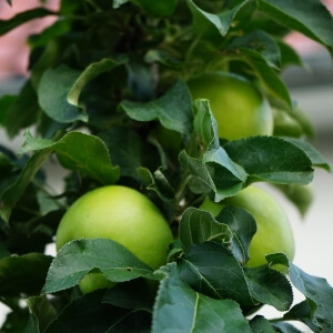 Malus Ballerina 'Bolero'