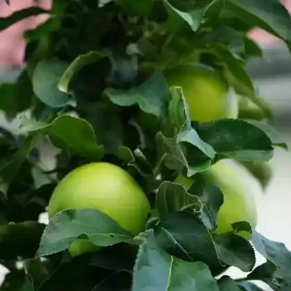 Foto von Säulenapfel Ballerina 'Bolero' (Malus Ballerina 'Bolero')