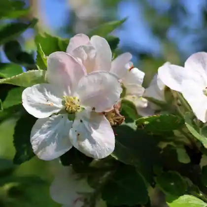 Foto von Somme-Zimtapfel (Malus 'Zimtapfel')