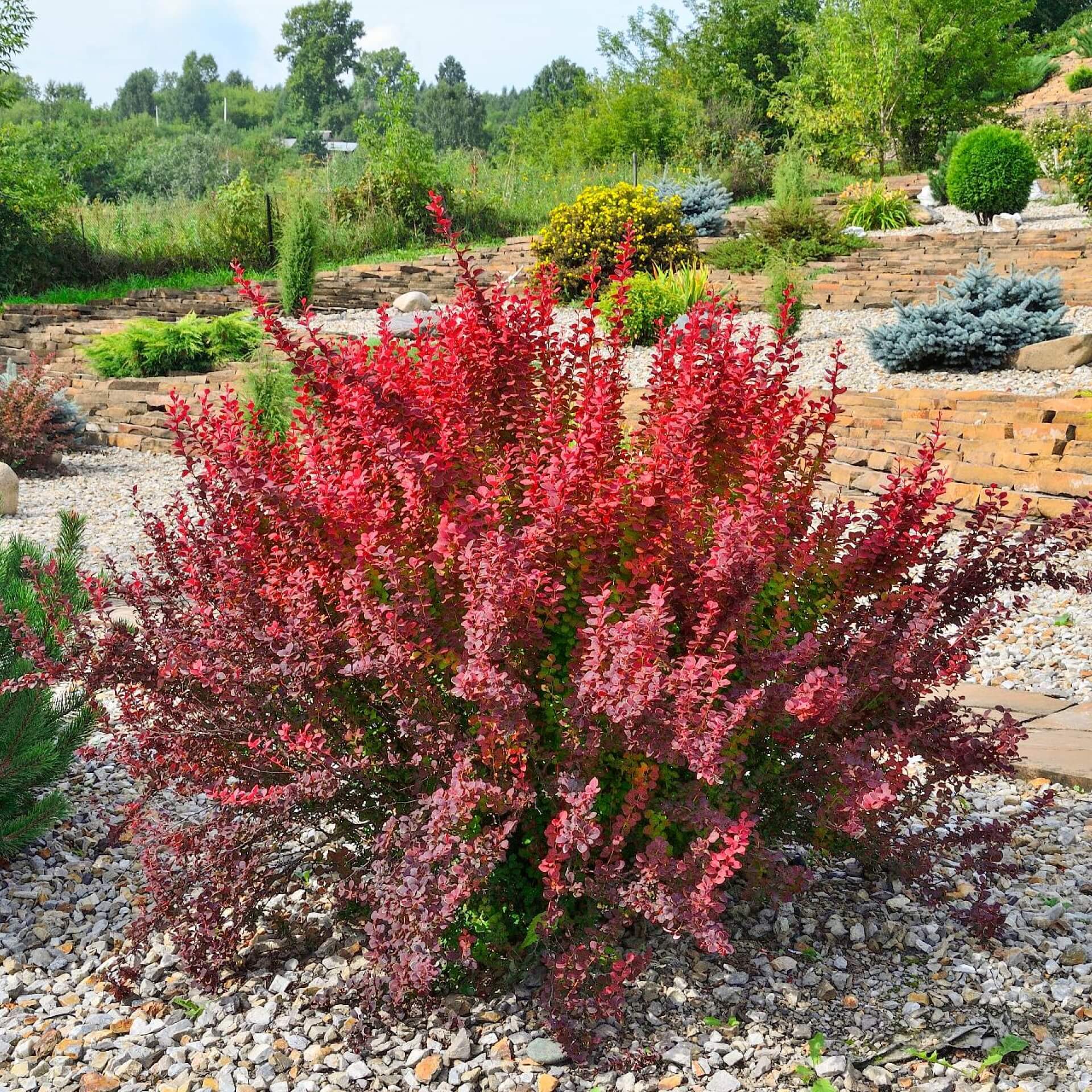 Berberitze 'Red Rocket' (Berberis thunbergii 'Red Rocket')