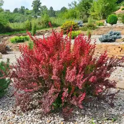 Foto von Berberitze 'Red Rocket' (Berberis thunbergii 'Red Rocket')