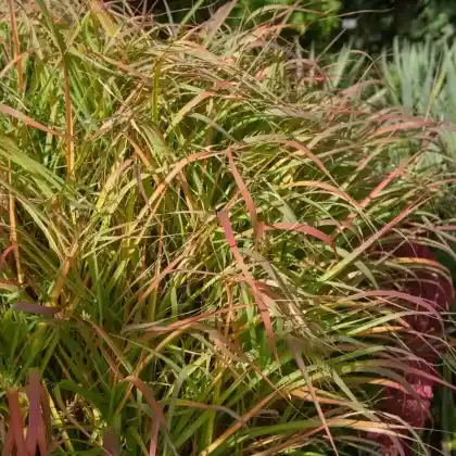 Foto von Ruten-Hirse 'Warrior' (Panicum virgatum 'Warrior')