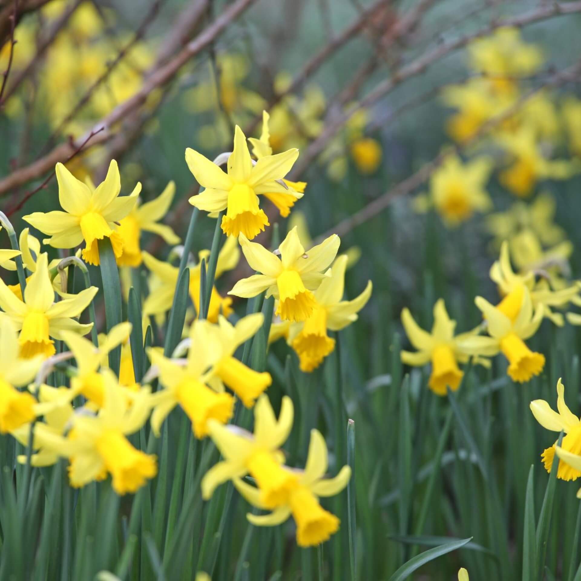 Cyclamineus-Narzisse 'Rapture' (Narcissus cyclamineus 'Rapture')