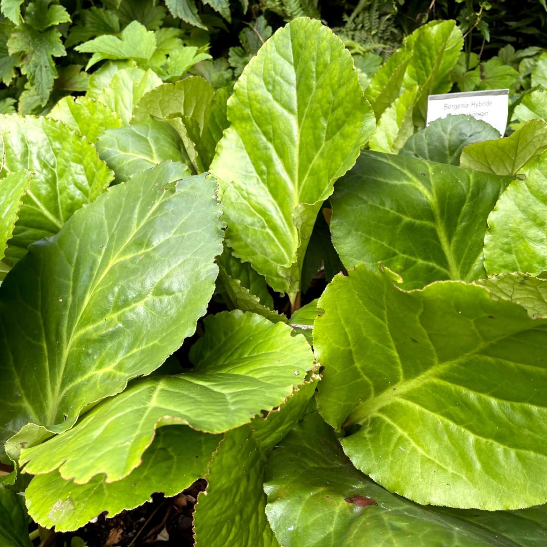 Bergenie 'Schneekönigin' (Bergenia cordifolia 'Schneekönigin')