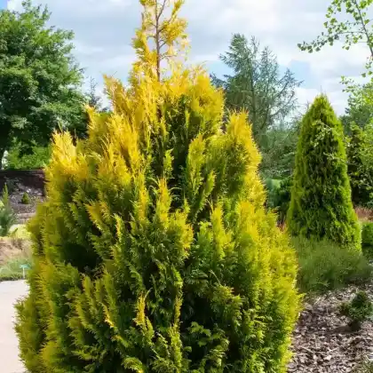 Foto von Lebensbaum '4ever Goldy' (Thuja plicata '4ever Goldy')