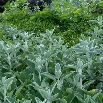 Foto von Großblättriger Woll-Ziest (Stachys byzantina 'Big Ears')