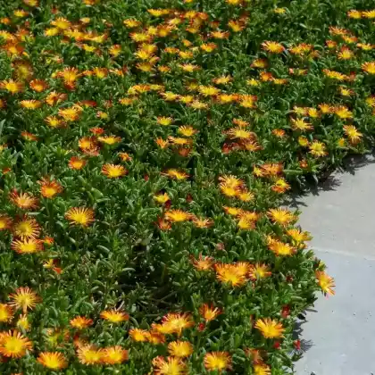Foto von Stauden Mittagsblume 'Feuerwunder' (Delosperma cooperi 'Feuerwunder')