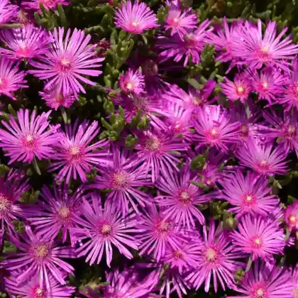 Foto von Stauden Mittagsblume (Delosperma cooperi)