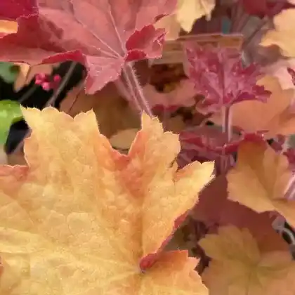 Foto von Purpurglöckchen 'Caramel' (Heuchera villosa 'Caramel')