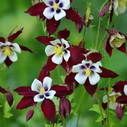 Foto von Akelei 'Lousiana' (Aquilegia caerulea 'Lousiana')