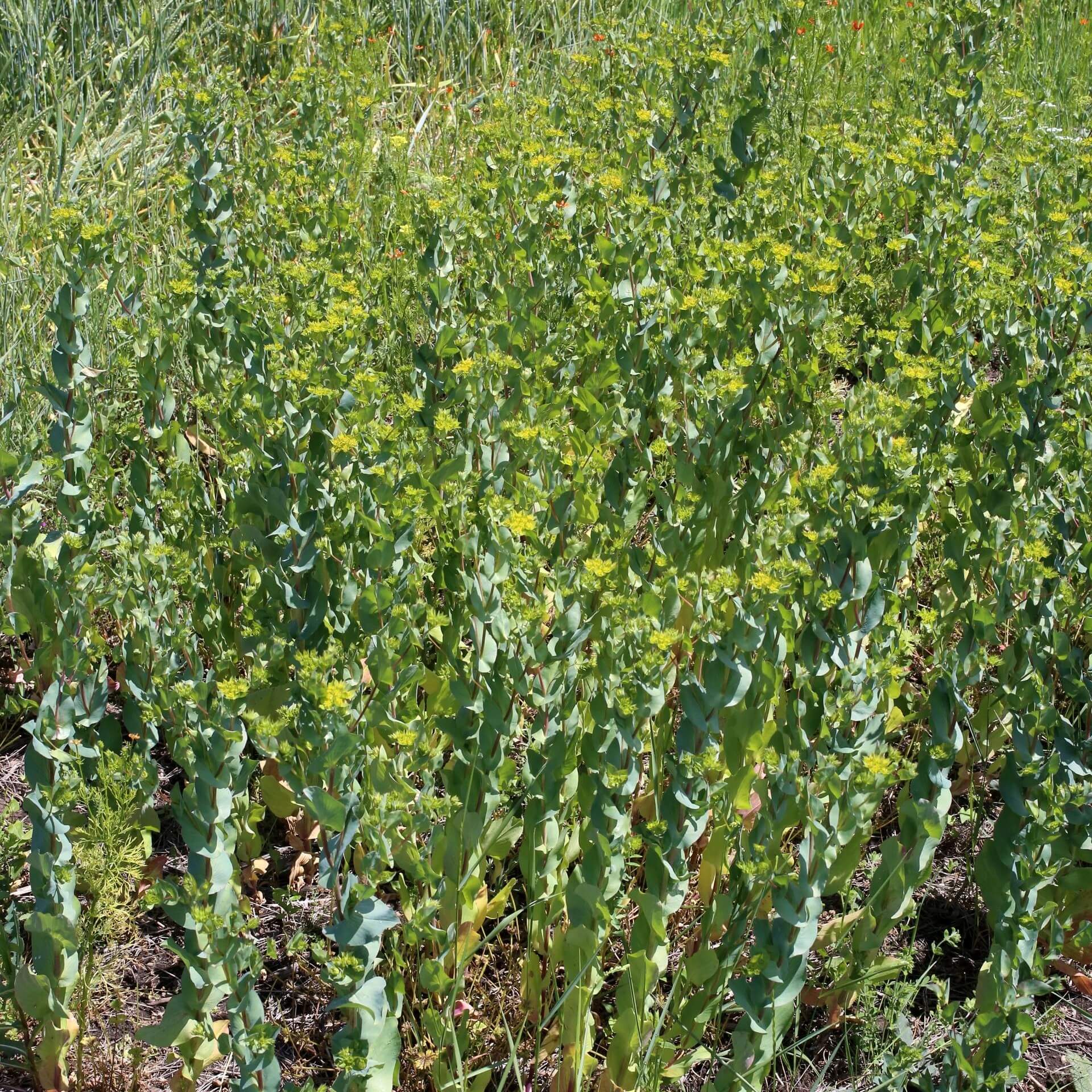 Rundblättriges Hasenohr (Bupleurum rotundifolium)