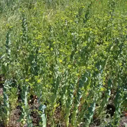 Foto von Rundblättriges Hasenohr (Bupleurum rotundifolium)