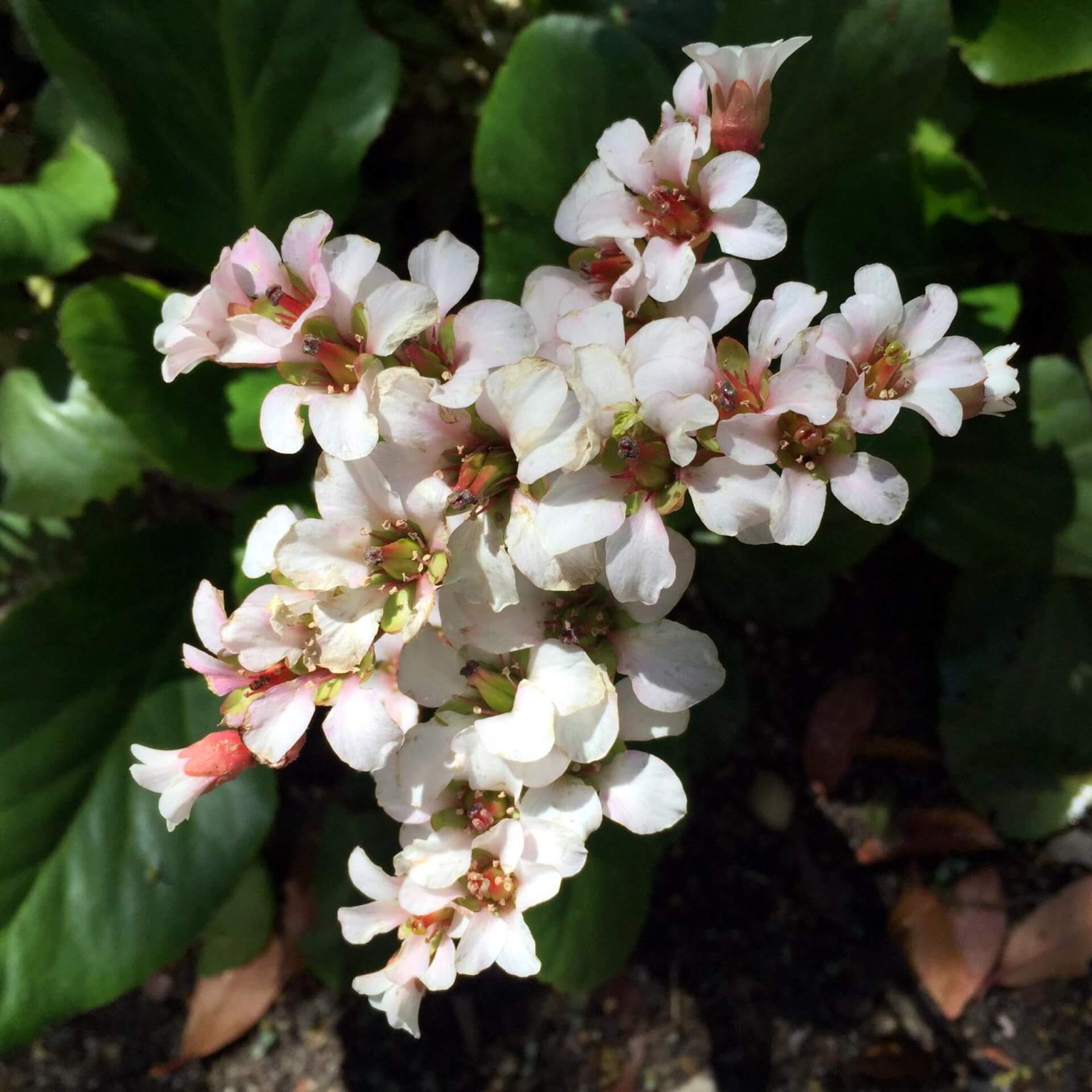 Bergenie 'Silberlicht' (Bergenia cordifolia 'Silberlicht')