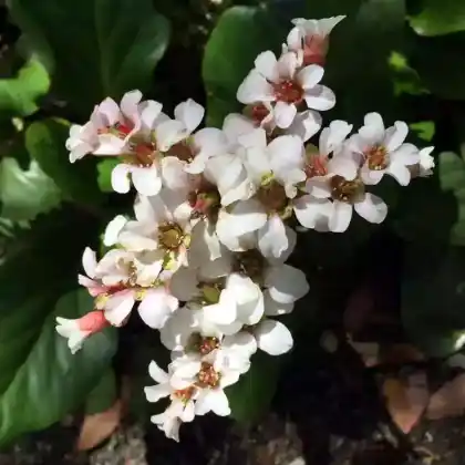 Foto von Bergenie 'Silberlicht' (Bergenia cordifolia 'Silberlicht')