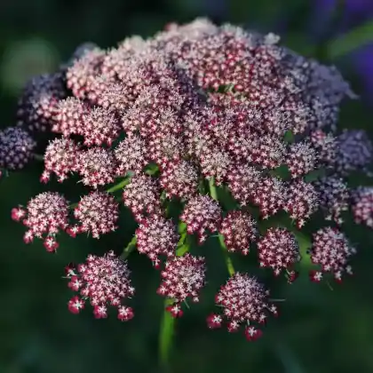 Foto von Wilde Möhre 'Dara’ (Daucus carota 'Dara’)