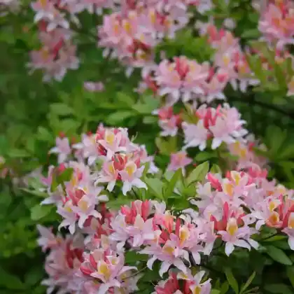 Foto von Rhododendron 'Irene Koster' (Rhododendron occidentale 'Irene Koster')