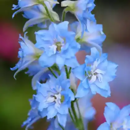 Foto von Gefüllter Rittersporn 'Sunny Skies' (Delphinium Elatum-F1-Hybride 'Sunny Skies')