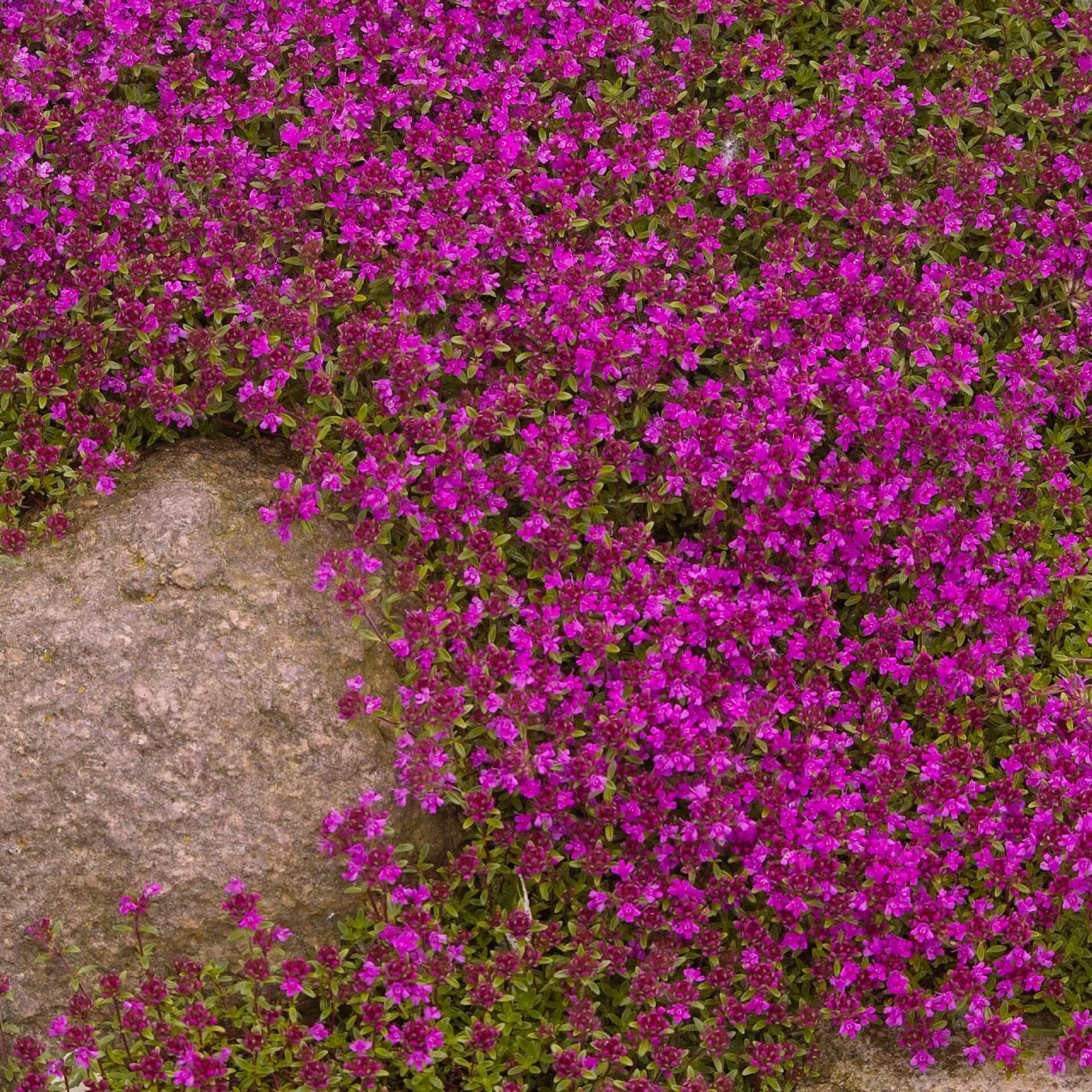 Thymian 'Magic Carpet' (Thymus serpyllum 'Magic Carpet')