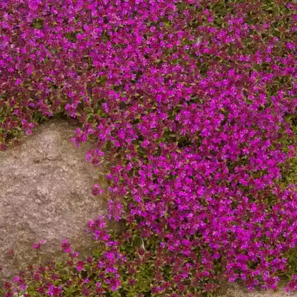 Foto von Thymian 'Magic Carpet' (Thymus serpyllum 'Magic Carpet')