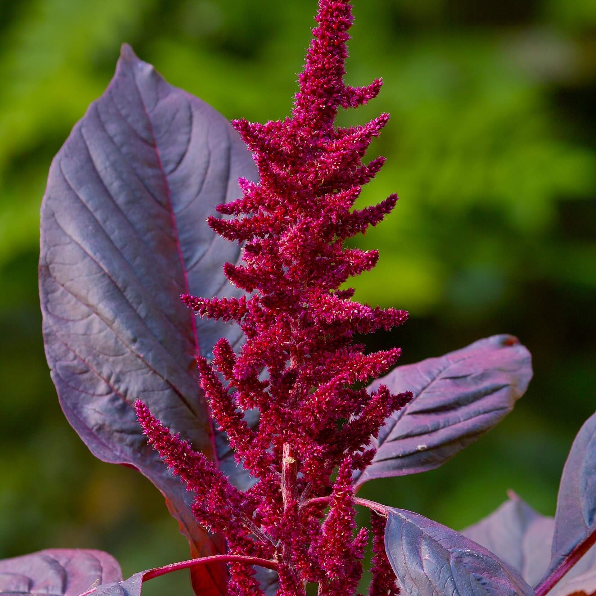 Fuchsschwanz 'Velvet Curtains' (Amaranthus cruentus 'Velvet Curtains')