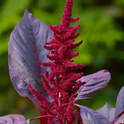 Foto von Fuchsschwanz 'Velvet Curtains' (Amaranthus cruentus 'Velvet Curtains')