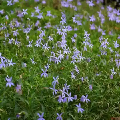 Foto von Sternenblume (Isotoma axillaris)