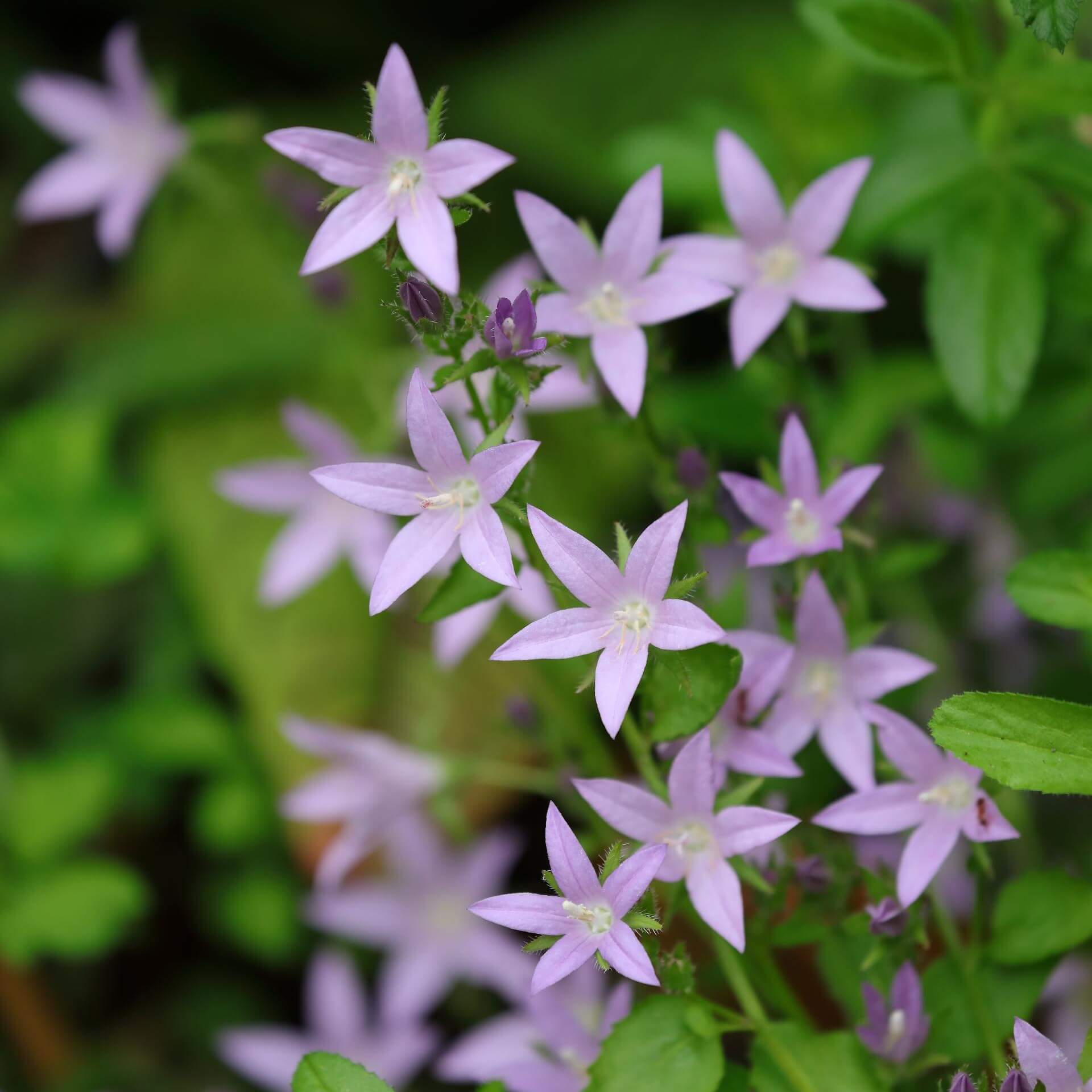 Hängepolster-Glockenblume 'Lisduggan' (Campanula poscharskyana 'Lisduggan')