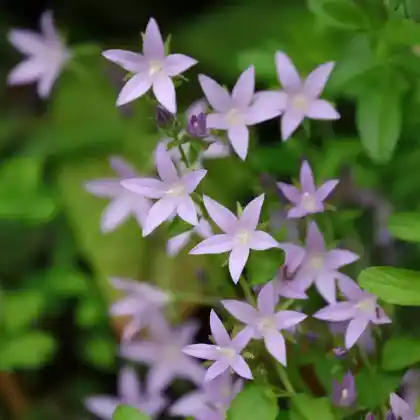 Foto von Hängepolster-Glockenblume 'Lisduggan' (Campanula poscharskyana 'Lisduggan')