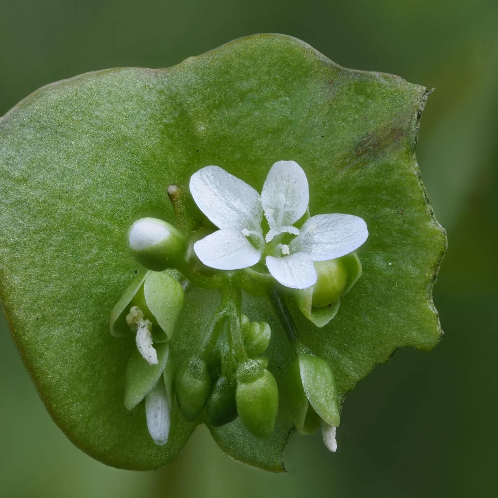 Winterportulak (Claytonia perfoliata)