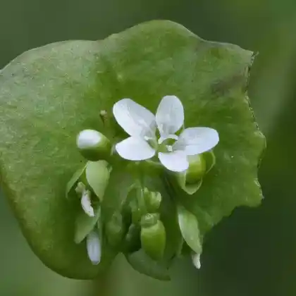 Foto von Winterportulak (Claytonia perfoliata)