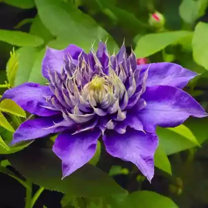 Foto von Clematis 'Multi Blue' (Clematis 'Multi Blue')