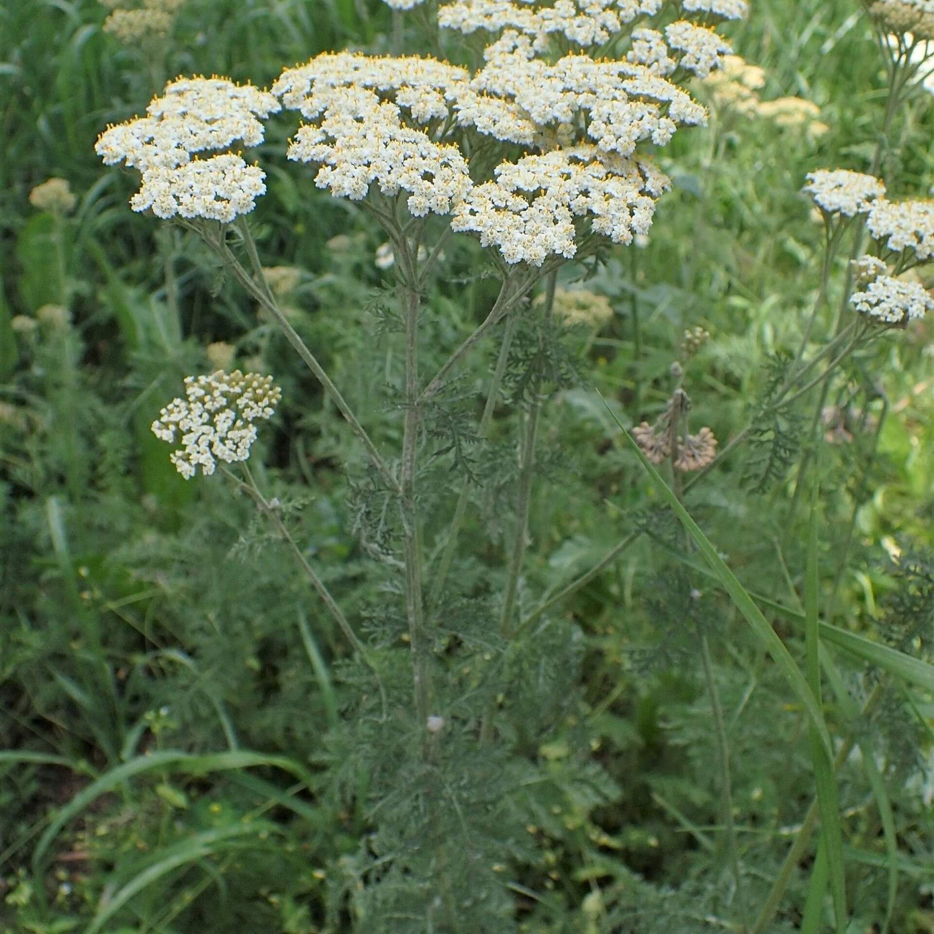 Ausläufer-Schafgarbe (Achillea nobilis subsp. neilreichii)