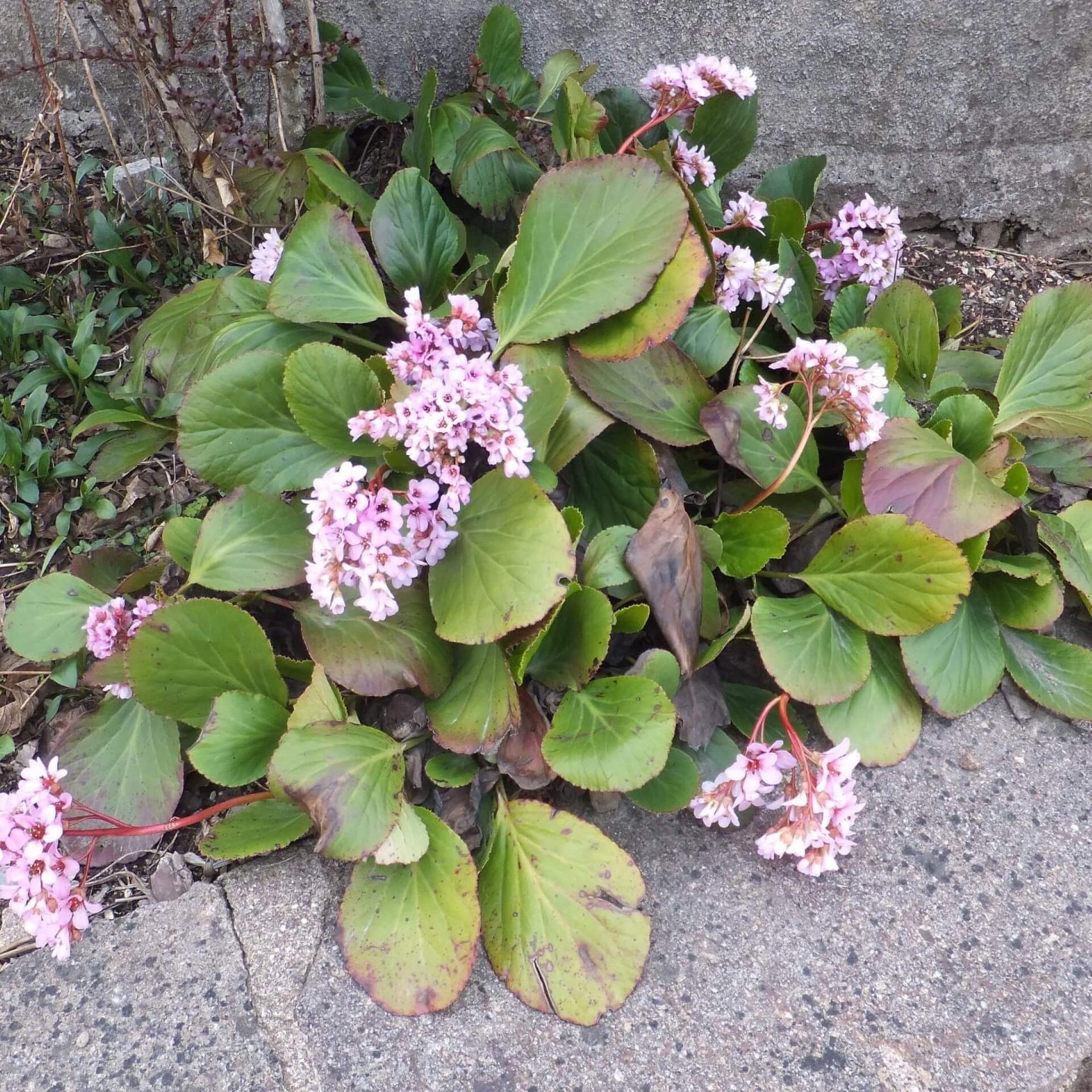 Dickblatt-Bergenie (Bergenia crassifolia)